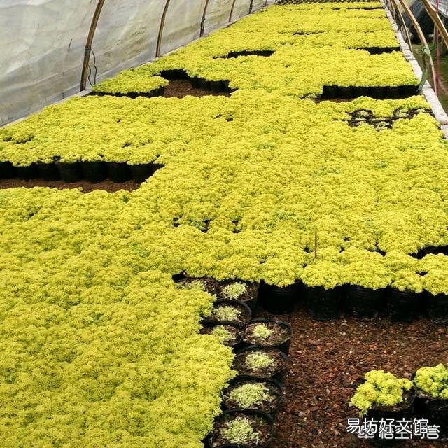 黄金万年草如何才能养到爆盆?