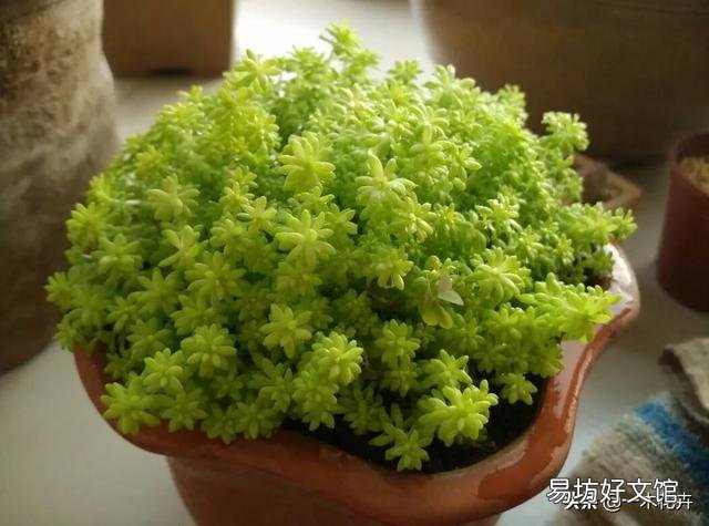 黄金万年草如何才能养到爆盆?