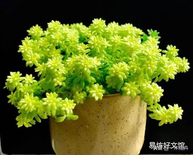 黄金万年草如何才能养到爆盆?