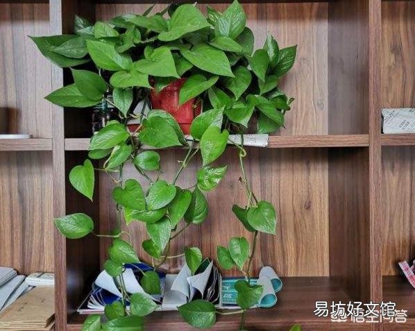 请问室内养绿萝怎么养呢?