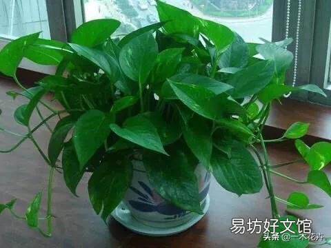 请问室内养绿萝怎么养呢?