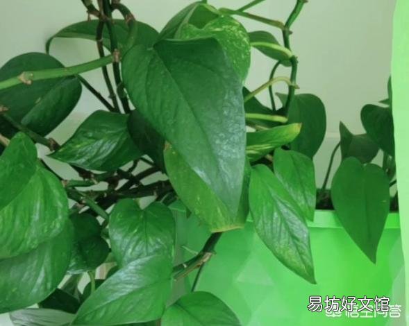 请问室内养绿萝怎么养呢?