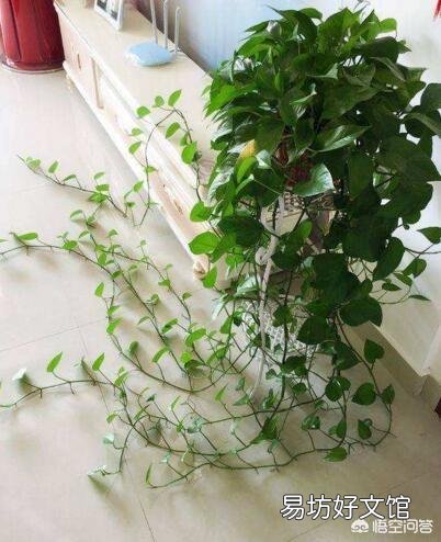 请问室内养绿萝怎么养呢?