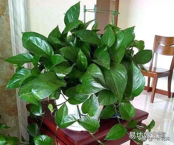 请问室内养绿萝怎么养呢?