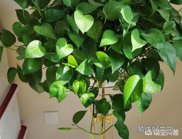 请问室内养绿萝怎么养呢?