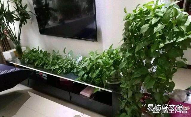 请问室内养绿萝怎么养呢?