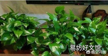 请问室内养绿萝怎么养呢?