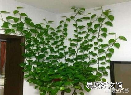 请问室内养绿萝怎么养呢?