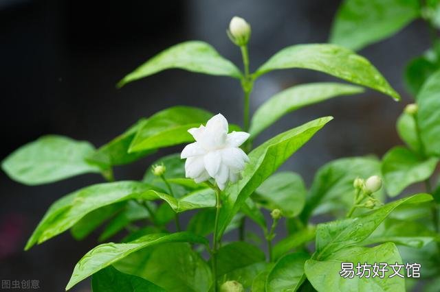 啤酒可以浇花吗?有哪些植物适合?