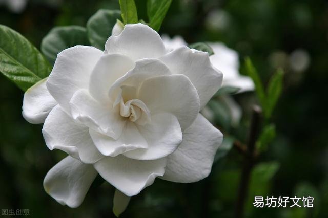 啤酒可以浇花吗?有哪些植物适合?