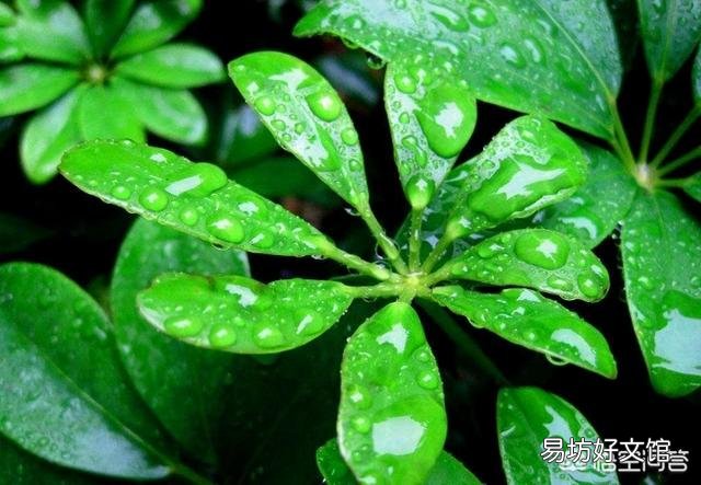 啤酒可以浇花吗?有哪些植物适合?