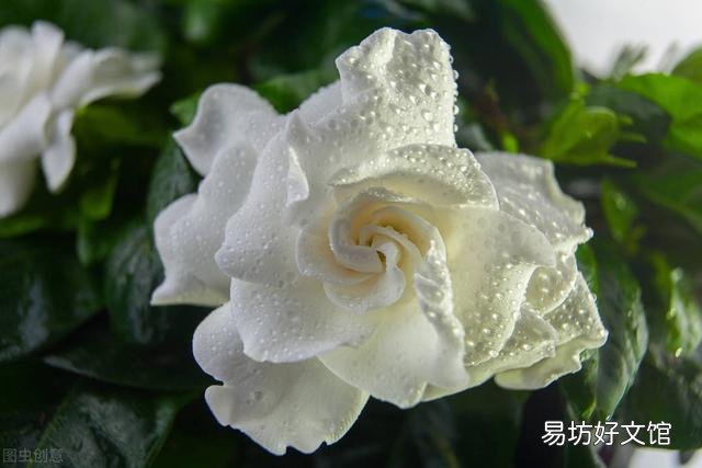 啤酒可以浇花吗?有哪些植物适合?