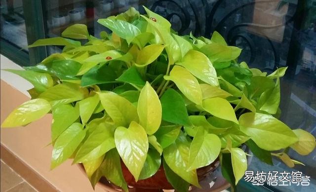 啤酒可以浇花吗?有哪些植物适合?