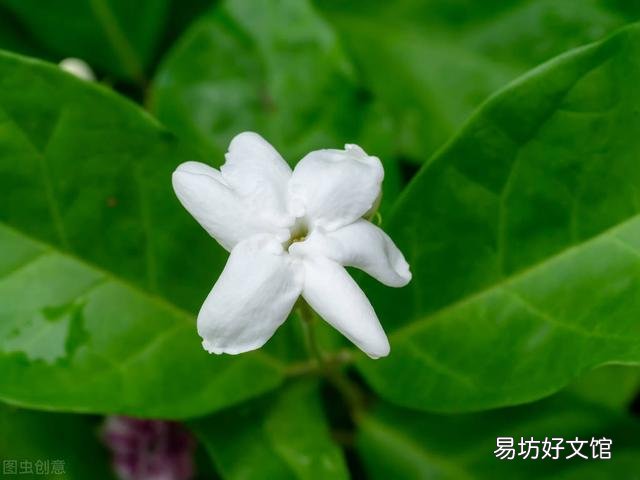啤酒可以浇花吗?有哪些植物适合?
