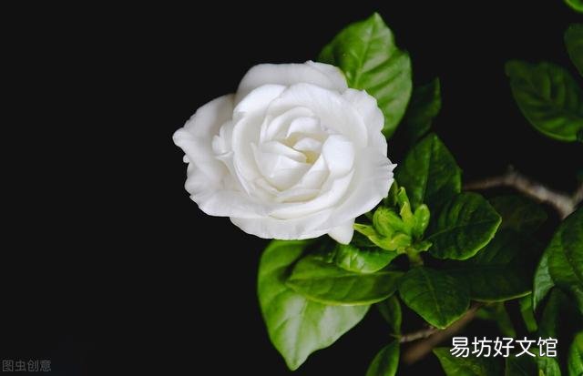 啤酒可以浇花吗?有哪些植物适合?