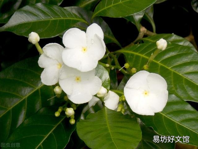 啤酒可以浇花吗?有哪些植物适合?