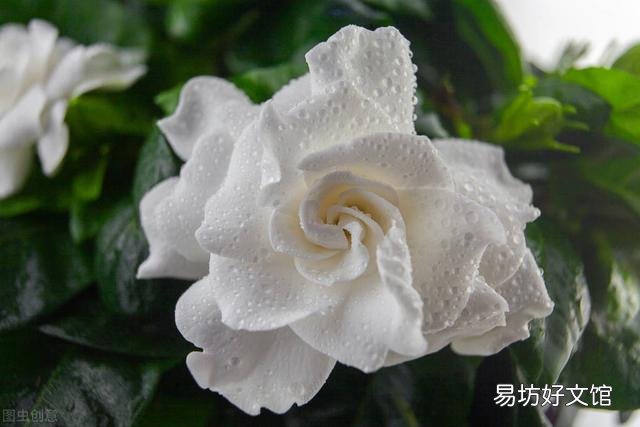 啤酒可以浇花吗?有哪些植物适合?