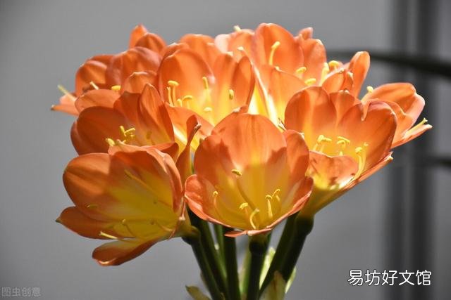 啤酒可以浇花吗?有哪些植物适合?