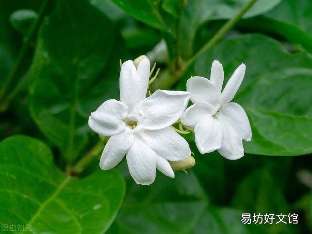 啤酒可以浇花吗?有哪些植物适合?