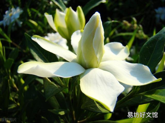 啤酒可以浇花吗?有哪些植物适合?