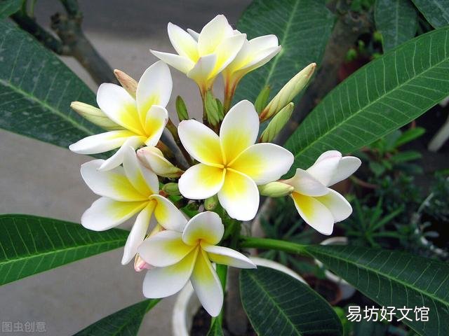 啤酒可以浇花吗?有哪些植物适合?