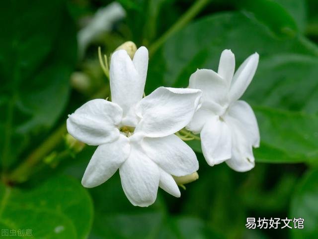 啤酒可以浇花吗?有哪些植物适合?