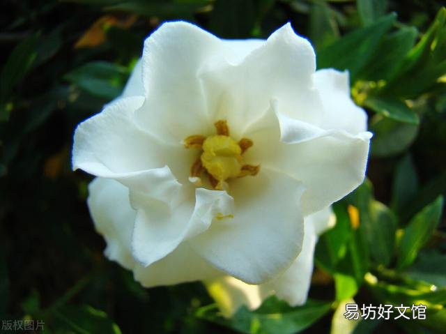 啤酒可以浇花吗?有哪些植物适合?