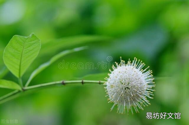啤酒可以浇花吗?有哪些植物适合?