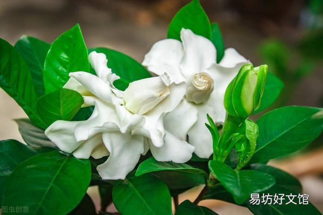 啤酒可以浇花吗?有哪些植物适合?