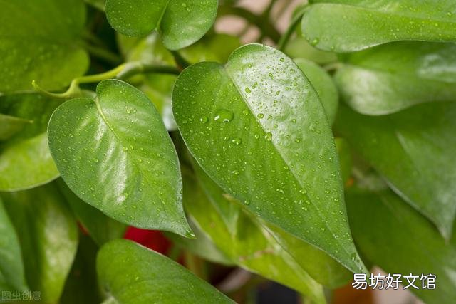 啤酒可以浇花吗?有哪些植物适合?