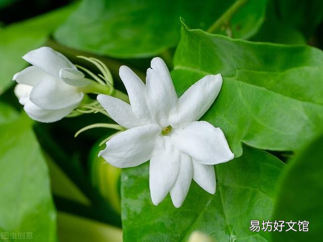 啤酒可以浇花吗?有哪些植物适合?
