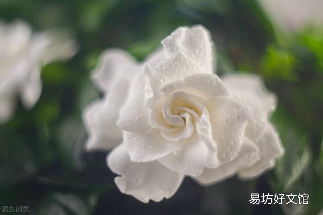 啤酒可以浇花吗?有哪些植物适合?