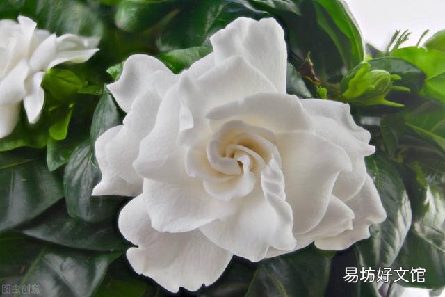 啤酒可以浇花吗?有哪些植物适合?