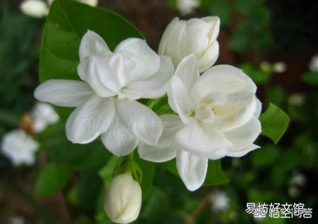 啤酒可以浇花吗?有哪些植物适合?