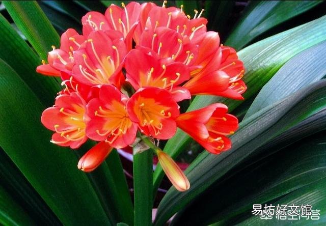 啤酒可以浇花吗?有哪些植物适合?