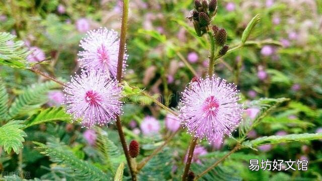 啤酒可以浇花吗?有哪些植物适合?