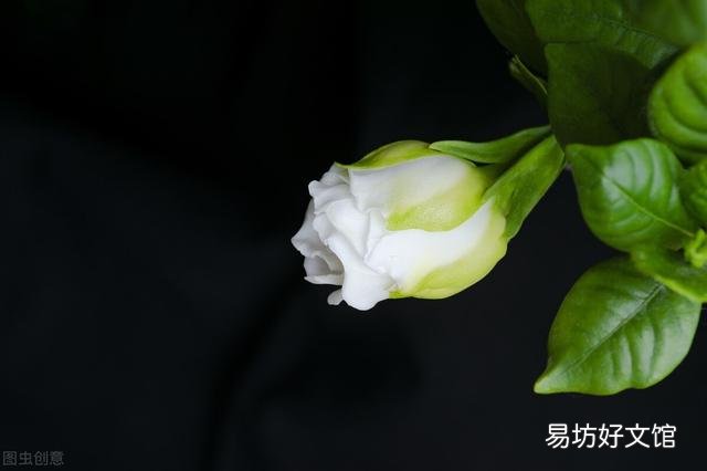 啤酒可以浇花吗?有哪些植物适合?