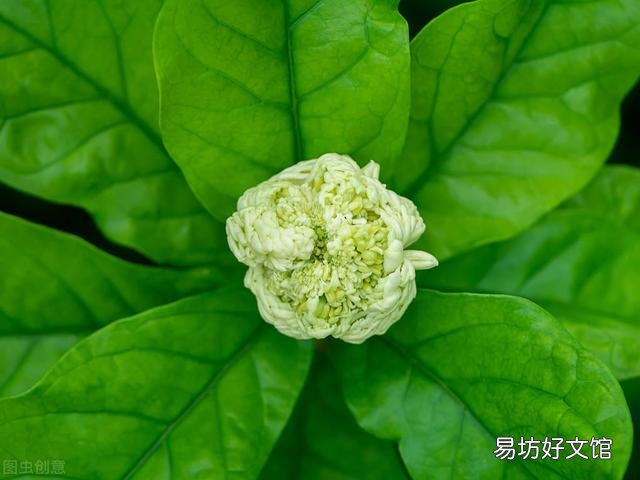 啤酒可以浇花吗?有哪些植物适合?