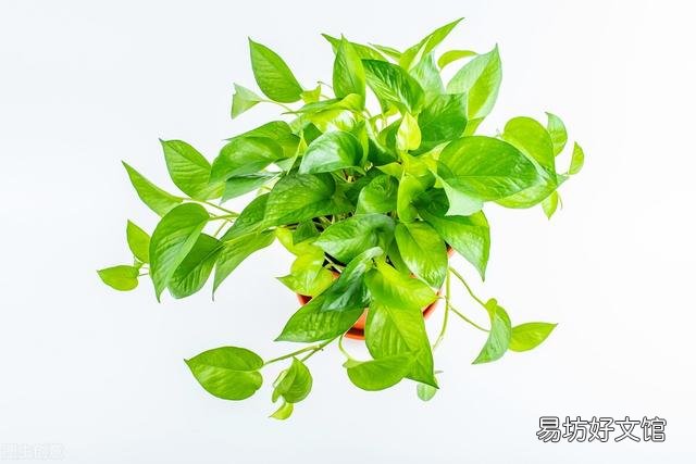 啤酒可以浇花吗?有哪些植物适合?