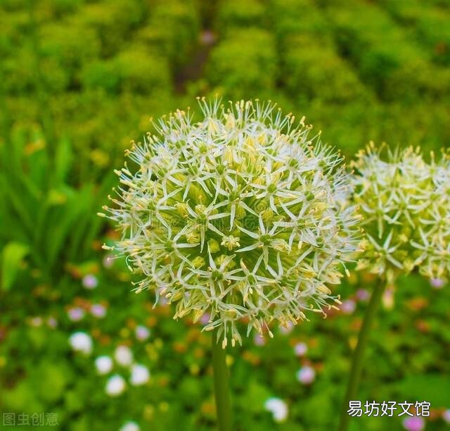 啤酒可以浇花吗?有哪些植物适合?