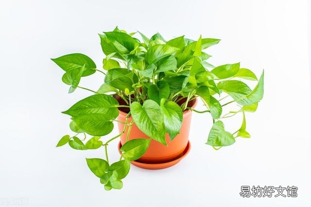 啤酒可以浇花吗?有哪些植物适合?