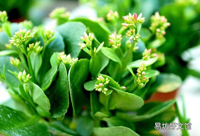 啤酒可以浇花吗?有哪些植物适合?