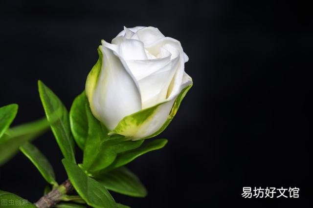 啤酒可以浇花吗?有哪些植物适合?