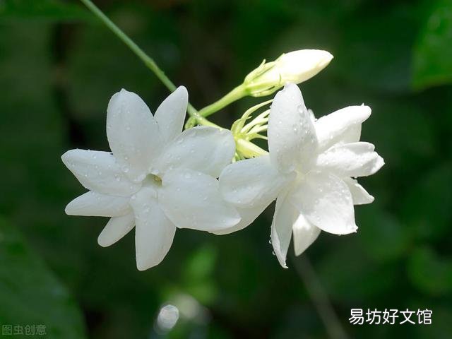 啤酒可以浇花吗?有哪些植物适合?