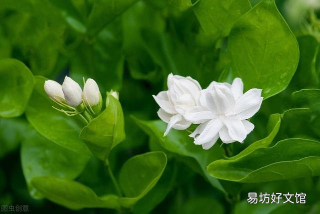 啤酒可以浇花吗?有哪些植物适合?