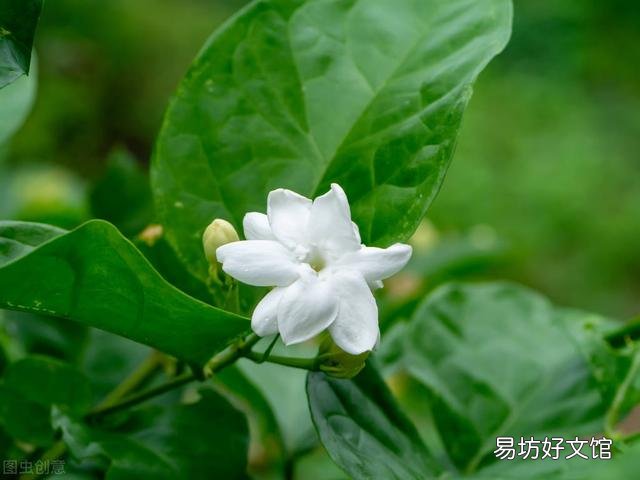 啤酒可以浇花吗?有哪些植物适合?