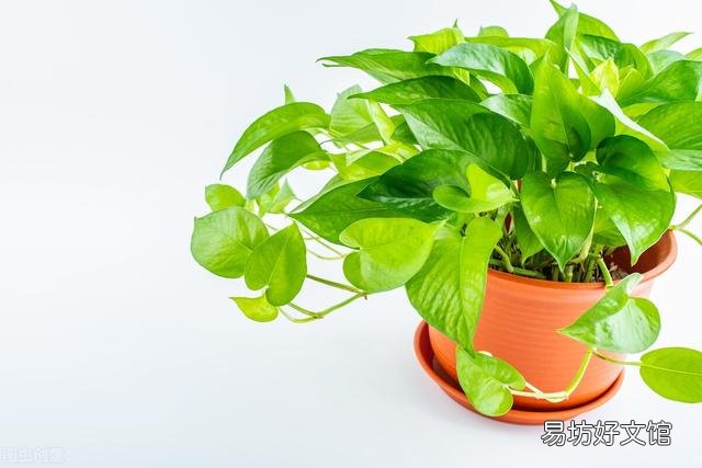 啤酒可以浇花吗?有哪些植物适合?