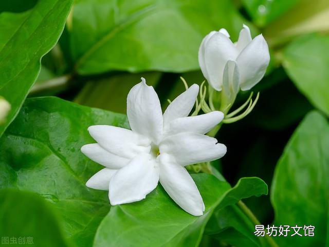 啤酒可以浇花吗?有哪些植物适合?