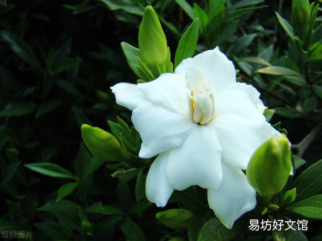 啤酒可以浇花吗?有哪些植物适合?