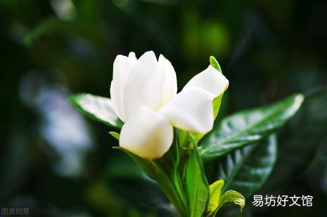啤酒可以浇花吗?有哪些植物适合?